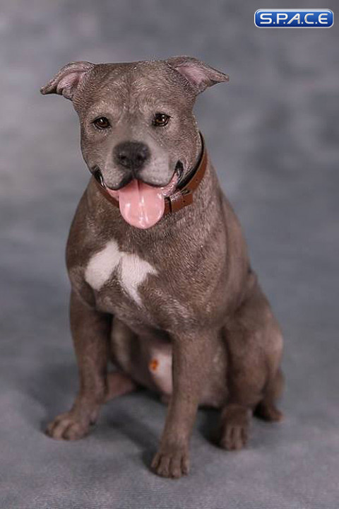 1/6 Scale sitting brindle American Staffordshire Terrier