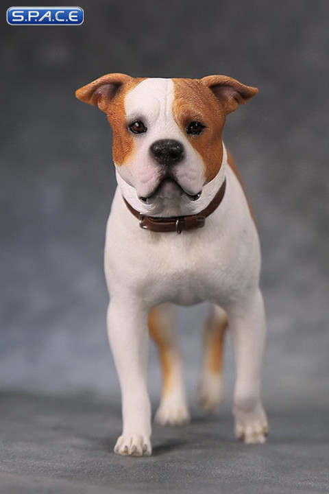 1/6 Scale walking red & white American Staffordshire Terrier
