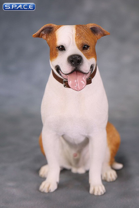 1/6 Scale sitting red & white American Staffordshire Terrier