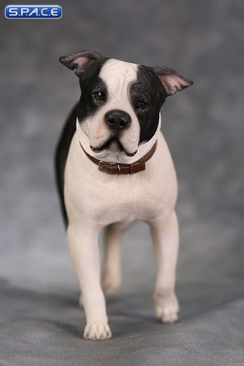 1/6 Scale walking black & white American Staffordshire Terrier