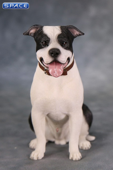 1/6 Scale sitting black & white American Staffordshire Terrier