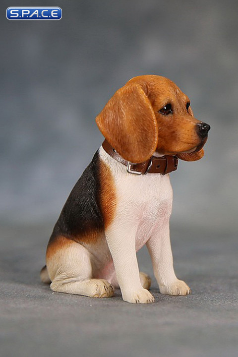 1/6 Scale red face tri-color Beagle Puppy