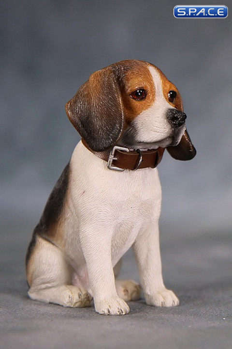 1/6 Scale tri-color Beagle Puppy