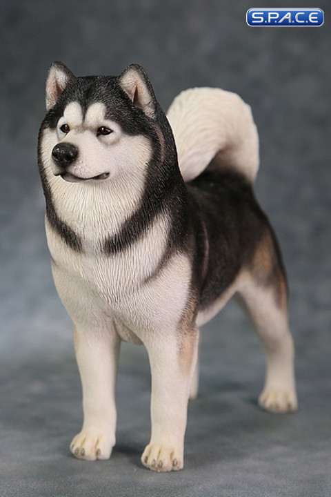 1/6 Scale black Alaskan Malamute