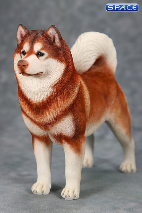 1/6 Scale red Alaskan Malamute