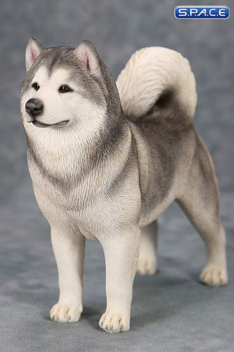 1/6 Scale grey Alaskan Malamute