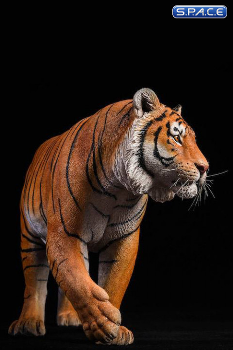 1/6 Scale yellow Bengal Tiger