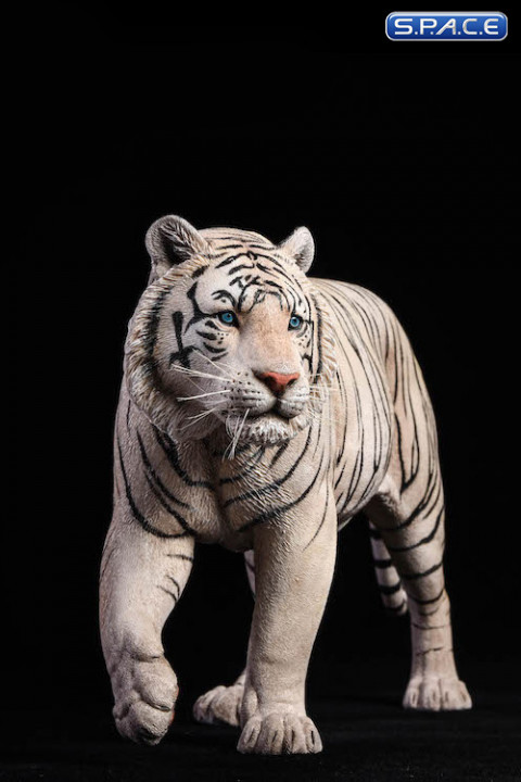 1/6 Scale white Bengal Tiger