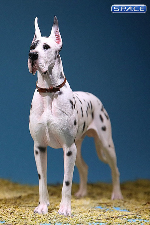 1/6 Scale white spotted Great Dane