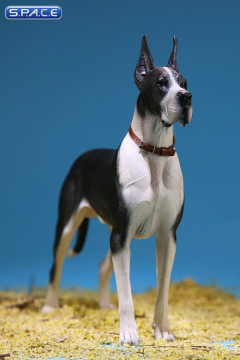 1/6 Scale black-white Great Dane