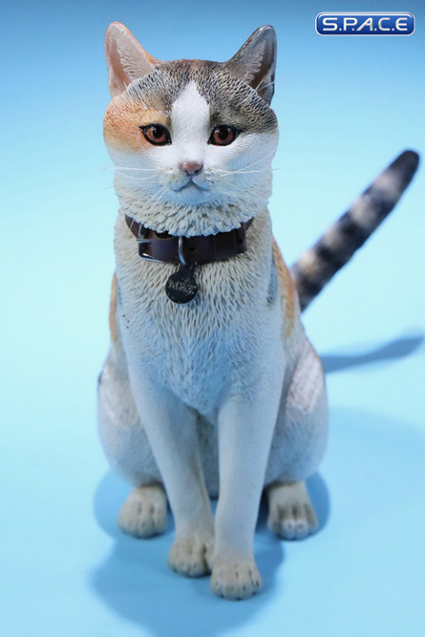 1/6 Scale tricolored Cat