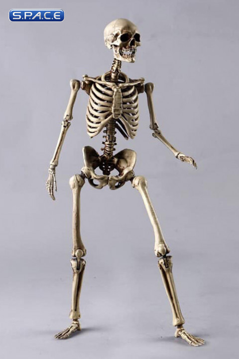 1/6 Scale The Human Skeleton Metal Body