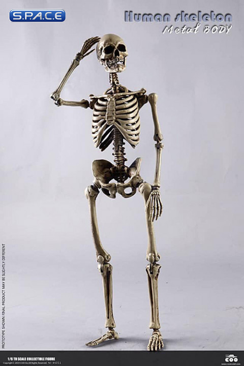 1/6 Scale The Human Skeleton Metal Body