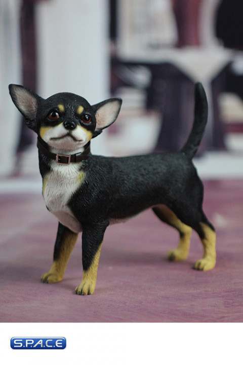 1/6 Scale black Chihuahua