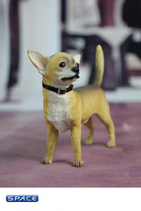 1/6 Scale yellow Chihuahua