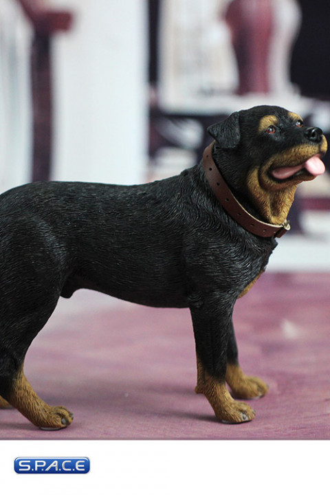 1/6 Scale Rottweiler