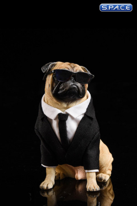 1/6 Scale Frank the Pug in Suit