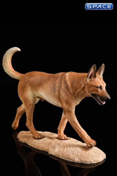 1/6 Scale dark brown Malinois