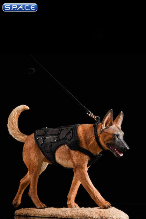 1/6 Scale dark brown Malinois with Tactical Outfit