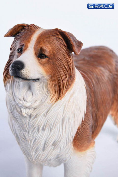 1/6 Scale brown & white Border Collie