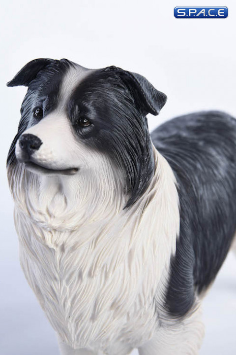 1/6 Scale black & white Border Collie