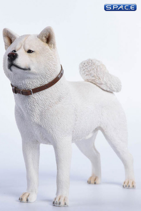 1/6 Scale white japanese Akita