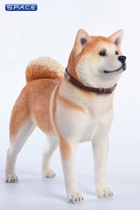 1/6 Scale red japanese Akita