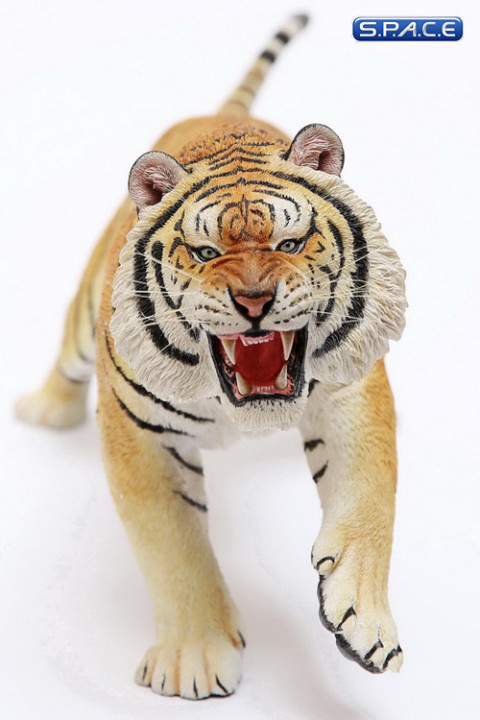 1/6 Scale yellow attacking Tiger - Panthera Tigris Altaica