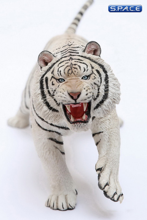 1/6 Scale white attacking Tiger - Panthera Tigris Altaica