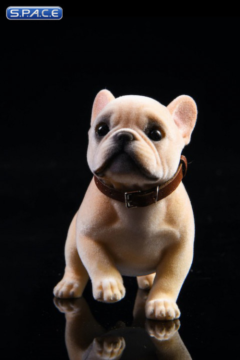 1/6 Scale French Bulldog Puppy (sand color)