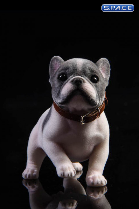 1/6 Scale French Bulldog Puppy (black and white)