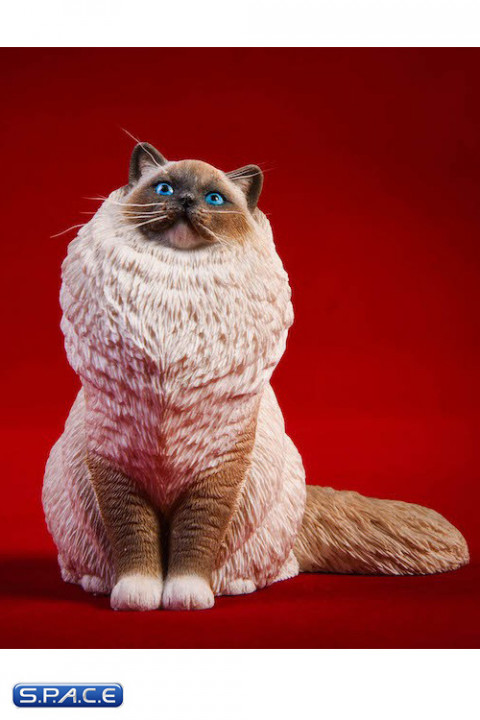 1/6 Scale sitting Ragdoll (seal mitted)