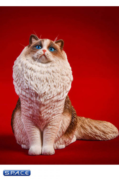 1/6 Scale sitting Ragdoll (seal bicolor)