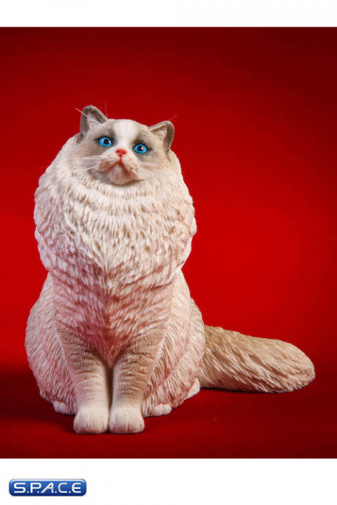 1/6 Scale sitting Ragdoll (blue bicolor)