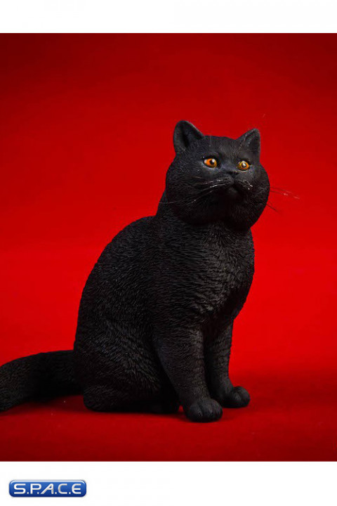 1/6 Scale sitting British Shorthair Cat (black)