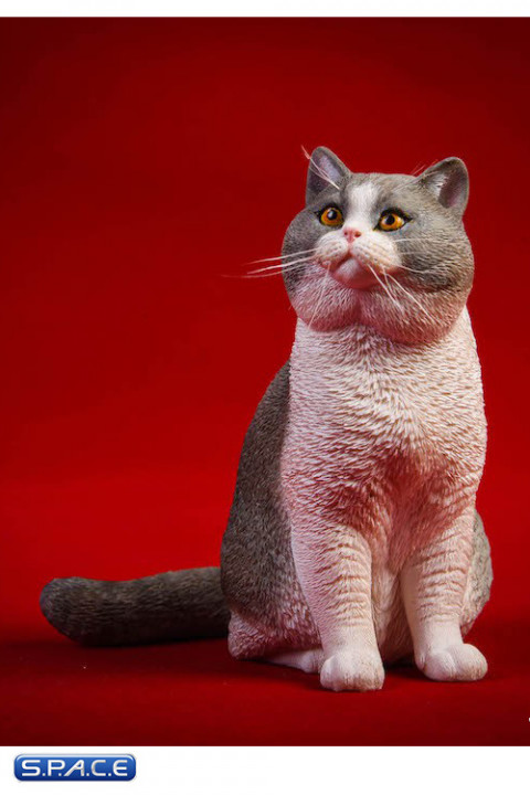 1/6 Scale sitting British Shorthair Cat (blue/white)