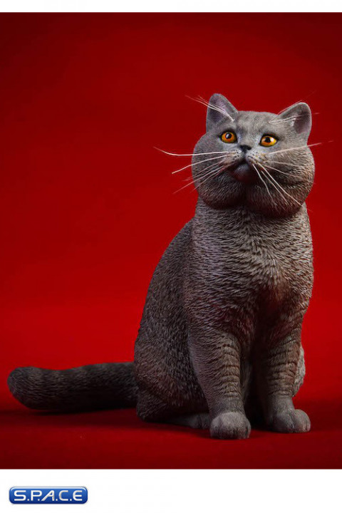 1/6 Scale sitting British Shorthair Cat (blue)