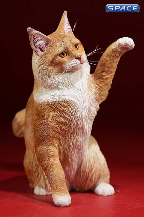 1/6 Scale Maine Coon (red tabby white)