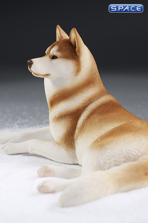 1/6 Scale lying Siberian Husky (red/copper)