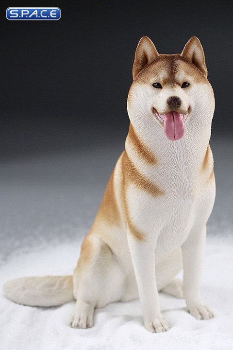 1/6 Scale sitting Siberian Husky (red/copper)