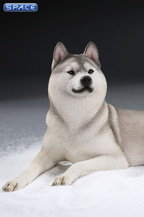 1/6 Scale lying Siberian Husky (silver)