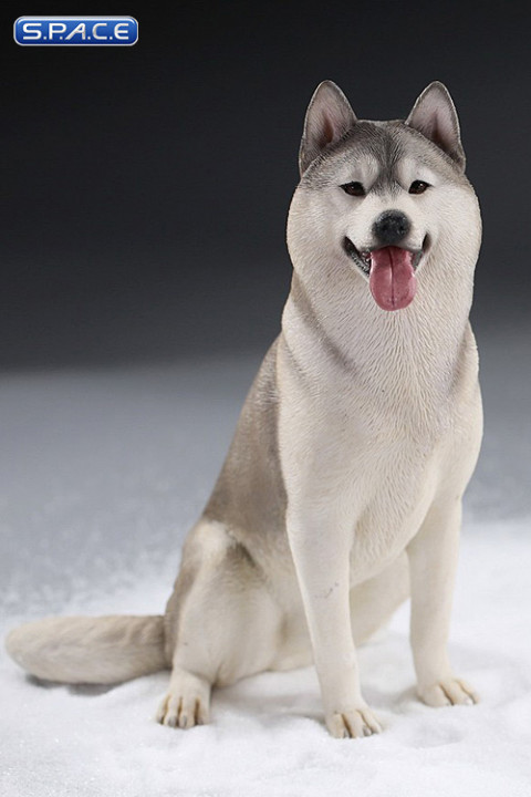 1/6 Scale sitting Siberian Husky (silver)