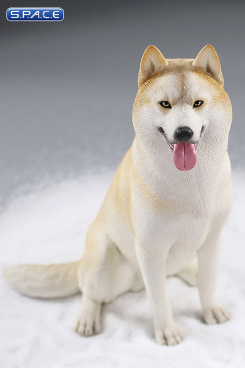 1/6 Scale sitting Siberian Husky (cream)