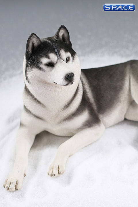 1/6 Scale lying Siberian Husky (medium/dark grey)