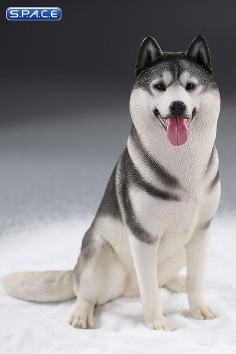 1/6 Scale sitting Siberian Husky (medium/dark grey)