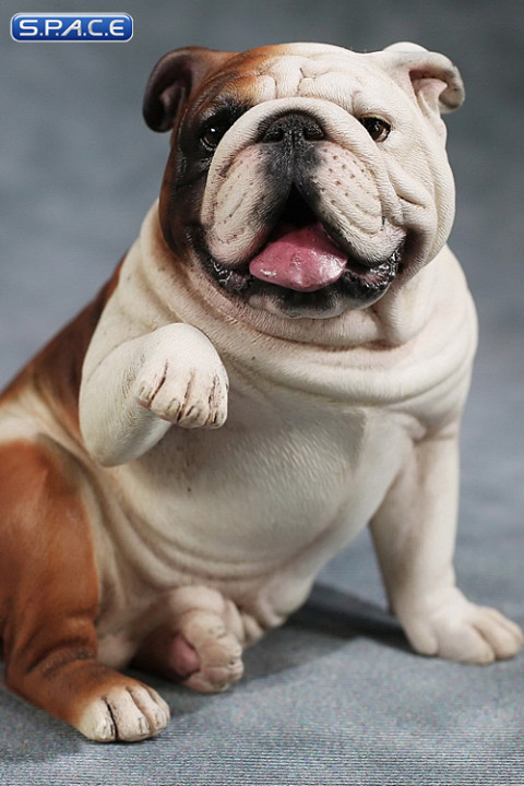 1/6 Scale Bulldog giving a paw (red/white)