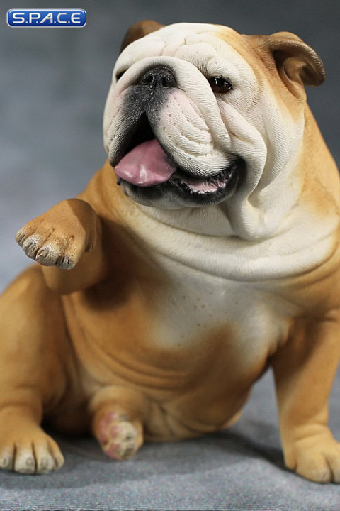 1/6 Scale Bulldog giving a paw (fawn/white)