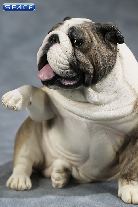 1/6 Scale Bulldog giving a paw (brown brindle)