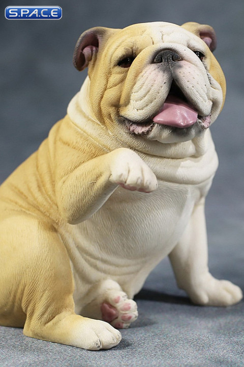 1/6 Scale Bulldog giving a paw (cream)