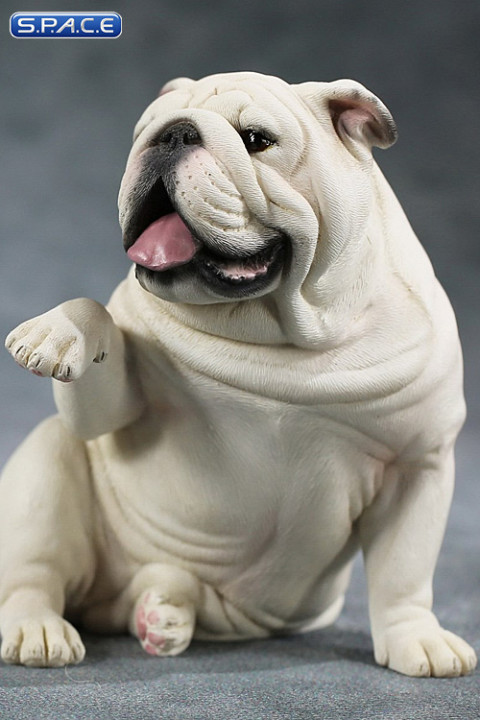 1/6 Scale Bulldog giving a paw (white)